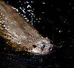 BB 12 0130 / Lutra lutra / Oter